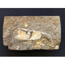 Protocallianassa antiqua